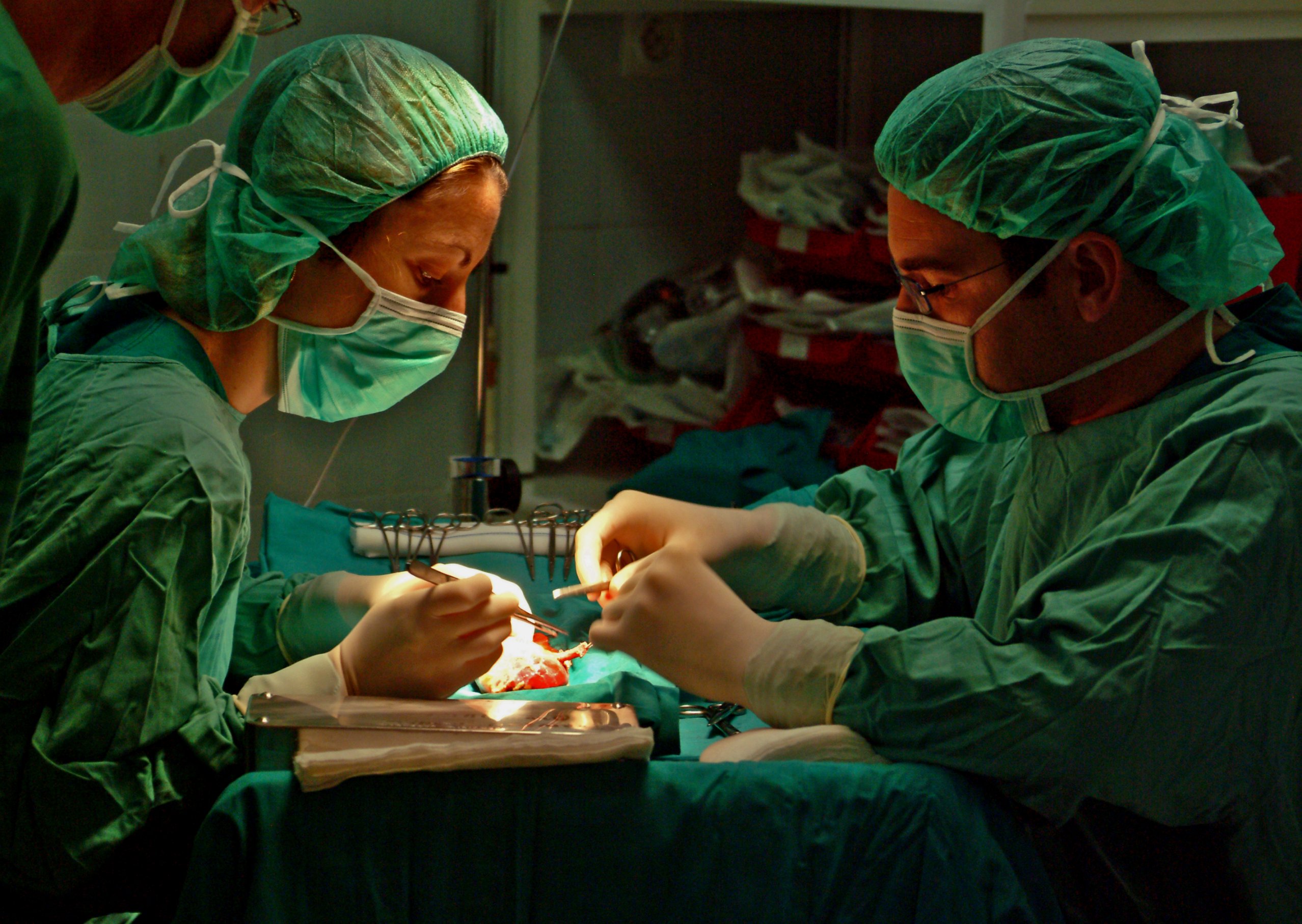 Momento de la preparación del riñón donado antes de su implante