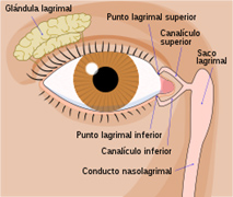 diagrama de las vías lacrimales