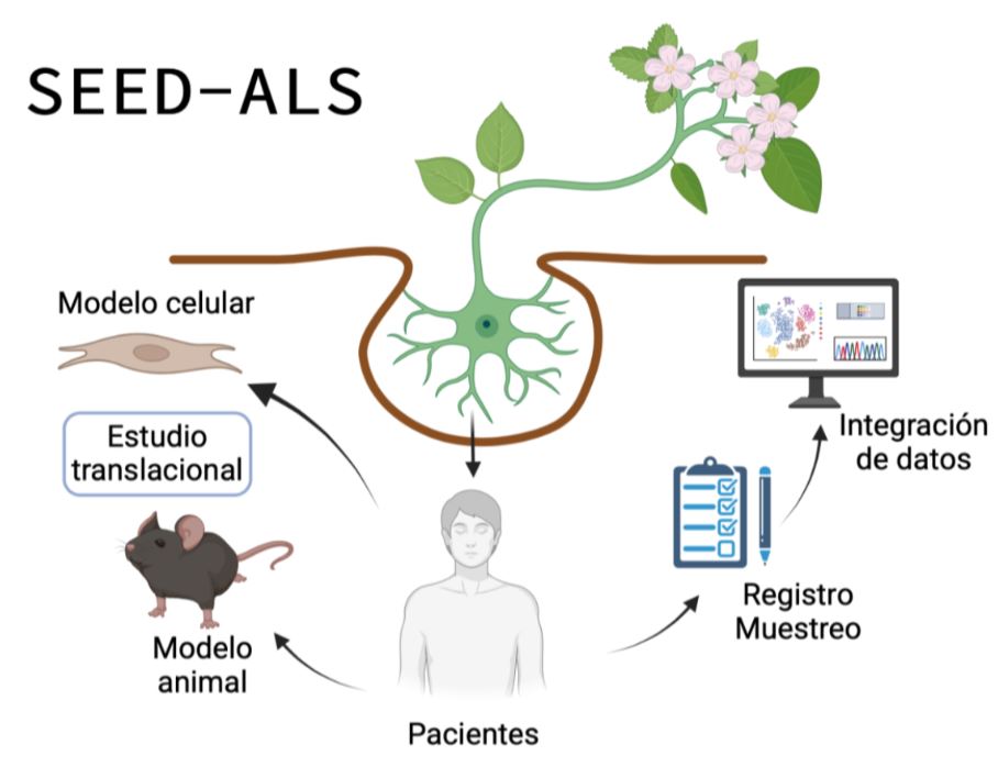 esquema proyecto seeds ELA