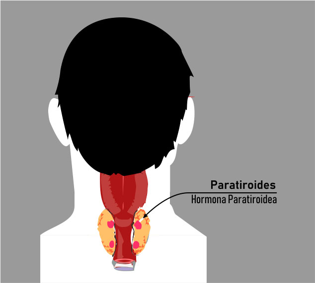 paratiroides.jpg